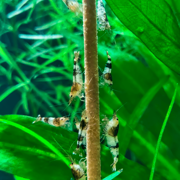 GlasGarten Shrimp Lollies Artemia Stick