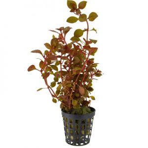 Ludwigia Super Red