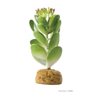 Exo Terra Jade Cactus