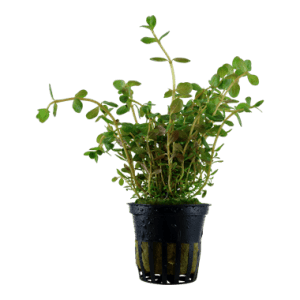 Tropica Rotala Rotundifolia - Hentorotala