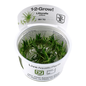 Tropica 1-2 Grow! Littorella uniflora - Raani