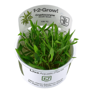 Tropica 1-2 Grow! Cryptocoryne wendtii 'Green' - Ruskomelalehti 'Green'