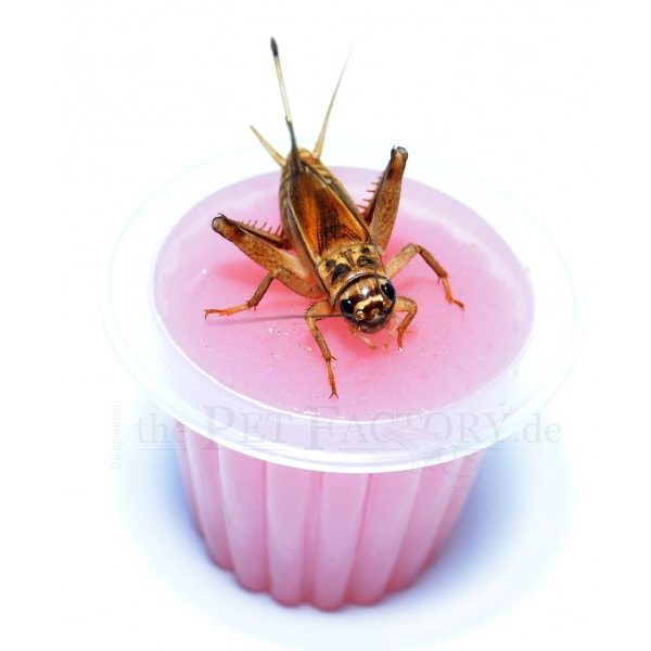 The Pet Factory Cricket Jelly Calcium 2.0