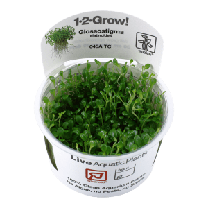 Tropica 1-2 Grow! Glossostigma elatinoides - Kääpiökieli